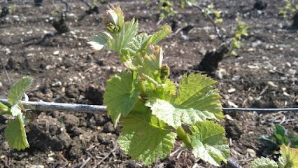 CHAMPAGNE MARIN LASNIER, Vignoble à Polisot