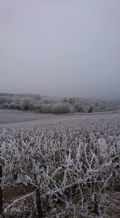 Gelin-Fauvet et Fils, Vignoble à Champillon