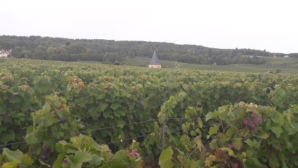 Champagne Bernard DUMONT, Vignoble à Chigny-les-Roses