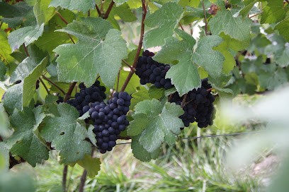 Champagne Couvent Fils, Vignoble à Trélou-sur-Marne