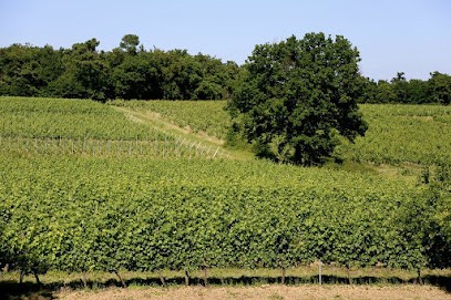 Château Le Noble, Vignoble à Saint-Germain-du-Puch