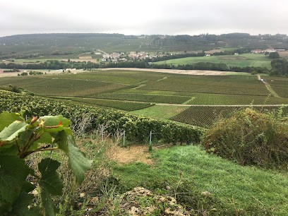 HMprim' SARL, Vignoble à Taissy