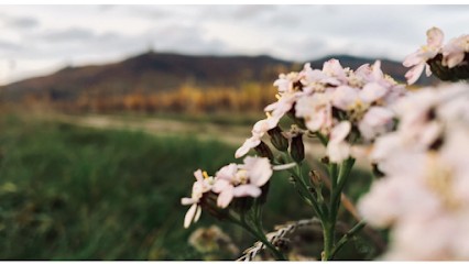 Achillée, Vignoble à Scherwiller