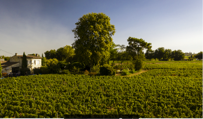 La Dame De Onze Heures Vignoble à Saint-Émilion