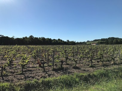 Château Adaugusta, Vignoble à Saint-Hippolyte
