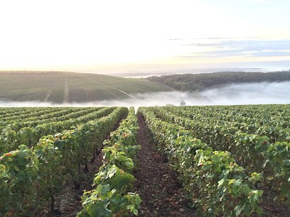 Champagne Poinsot Frères, Vignoble à Loches-sur-Ource