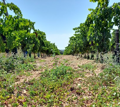 Domaine Lou Peirigas - Vins Bio, Vignoble à Valros