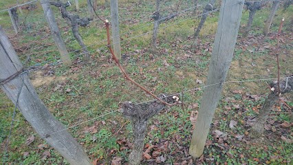 SCEA Poitou Operie, Vignoble à Puisseguin