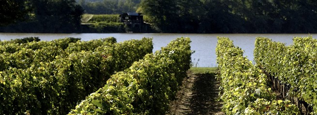 Château Vieux Taillefer, Vignoble à Vignonet