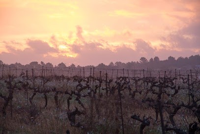 Château L'Argentier, Vignoble à Sommières