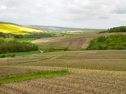 Champagne Cabouat-Régnier Vignoble à Belval-sous-Châtillon