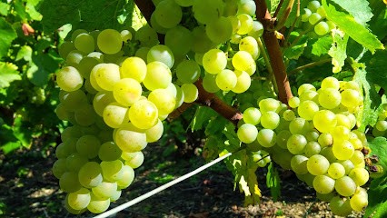 Champagne Boutillez Marchand, Vignoble à Villers-Marmery