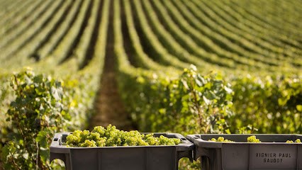 Vignier Père Et Fils, Vignoble à Saudoy