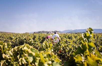 AOC Cru Vinsobres - Comité Des Vignerons De Vinsobres, Vignoble à Vinsobres