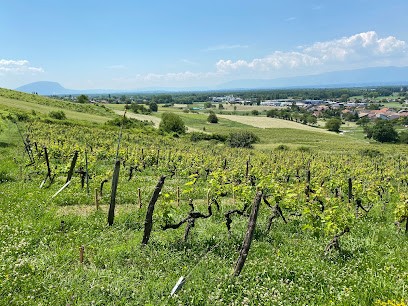 Domaine De L'Enviegne, Vignoble à Veigy-Foncenex