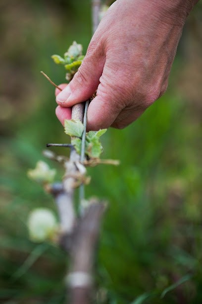 CHAMPAGNE MARIE COURTIN, Vignoble à Polisot