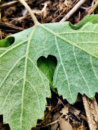 Coopérative Vinicole Champenoise, Vignoble à Vinay