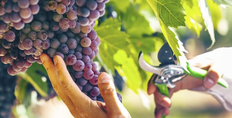 Champagne Andrieux Lefort, Vignoble à Champillon