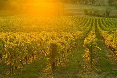 Famille Balaran - Domaine D'Escausses - Château L'Enclos Des Roses, Vignoble à Sainte-Croix