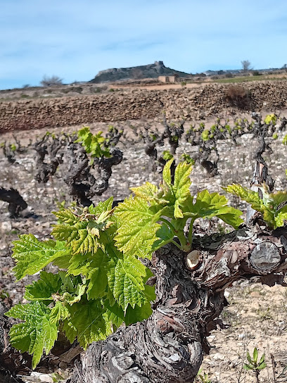 Domaine De La Tasane Vignoble à Opoul-Périllos