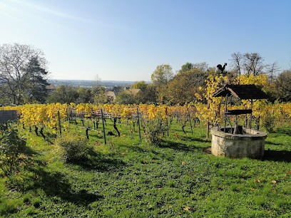 Confrérie des côteaux de Sucy-en-Brie, Vignoble à Sucy-en-Brie