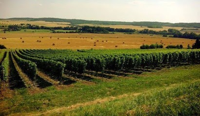 Domaine Dietrich Girardot, Vignoble à Vic-sur-Seille