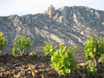 Domaine Jones, Vignoble à Tuchan