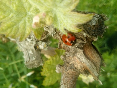 Chateau La Lande Saint Jean, Vignoble à Saint-Loubès