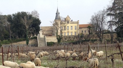 Château Montpezat, Vignoble à Pézenas