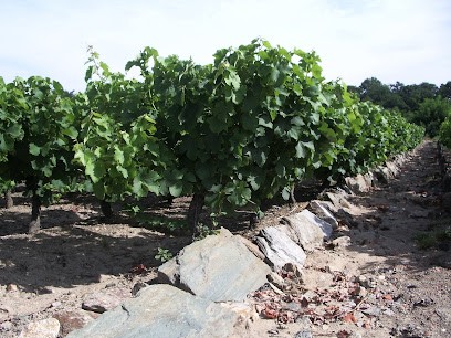 Cave Julien CORBINEAU, Vignoble à Pont-Saint-Martin