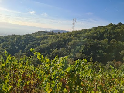 Gilles Moulin Vigneron, Vignoble à Toulaud
