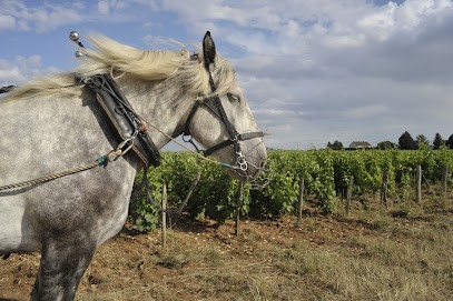 Bain Alexandre, Vignoble à Tracy-sur-Loire