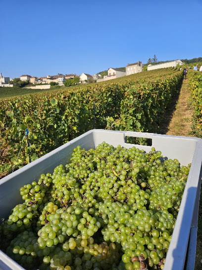 Champagne Oriol-Dérouillat Vignoble à Chouilly