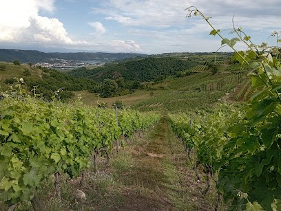 Domaine Duclot, Vignoble à Sarras