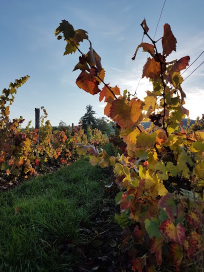 Domaine de la Rochette, Vignoble à Villemontais