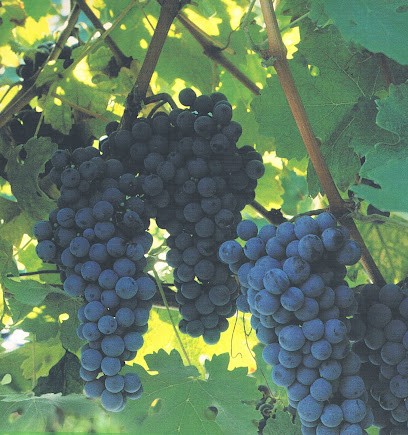 Vignobles Gassiot, Vignoble à Latresne