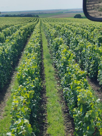 Dupont Jean-Claude, Vignoble à Trépail