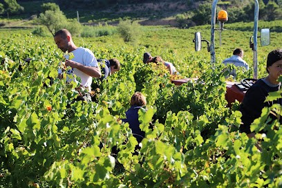 Le Clos De Caveau, Vignoble à Vacqueyras