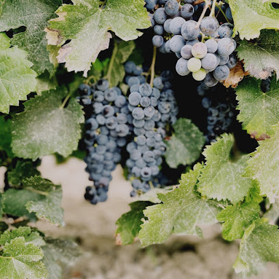 Domaine Amourdedieu Vignoble à Sannes