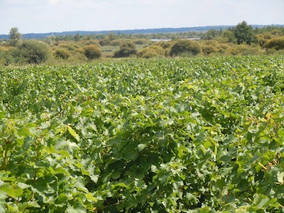 Domaine Anthony Amiant - Viticulteur à St Mars De Coutais - Vins Nantes Pornic, Vignoble à Saint-Mars-de-Coutais