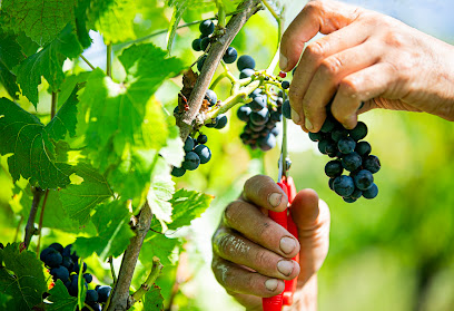 Domaine/Vins Harjane Vignoble à Niedermorschwihr