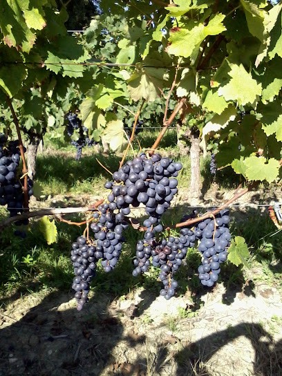 Château Tour De Fillol - Francis Pallaro, Vignoble à Sainte-Colombe