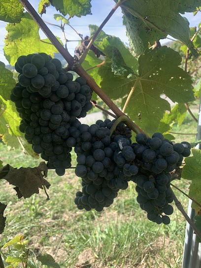 Domaine Apatia, Vignoble à Uhart-Cize