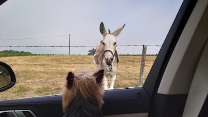 Château Tour de Sarrail, Vignoble à Pompignac