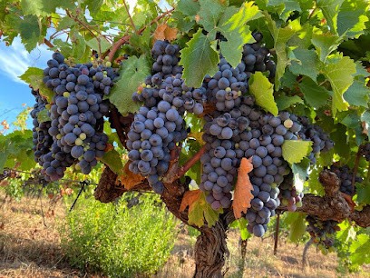 Domaine La Traversée, Vignoble à Saint-Privat