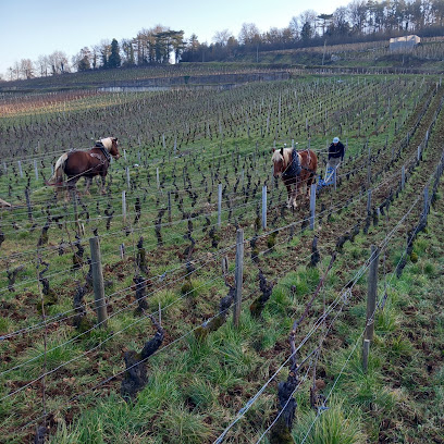 Domaine Modot-Guyon Et Fils Vignoble à Chambolle-Musigny