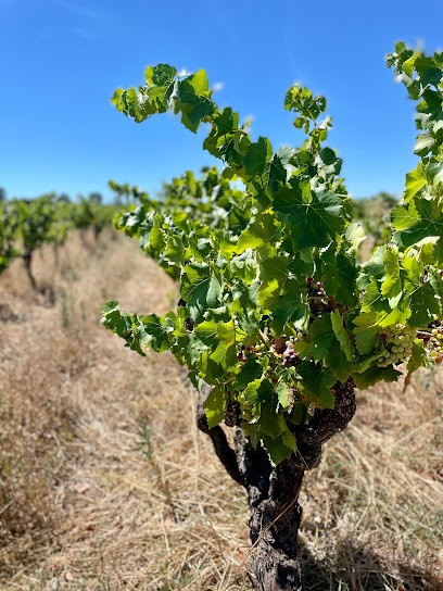 Domaine Agnès Et Philippe BADEA, Vignoble à Tulette