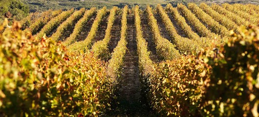 Domaine De Blanville, Vignoble à Saint-Pargoire