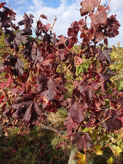 Château Maillard, Vignoble à Mazères