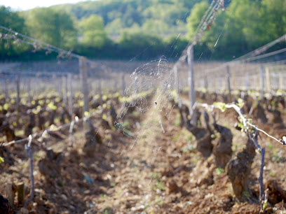 Sce Coffinet-Duvernay Vignoble à Chassagne-Montrachet